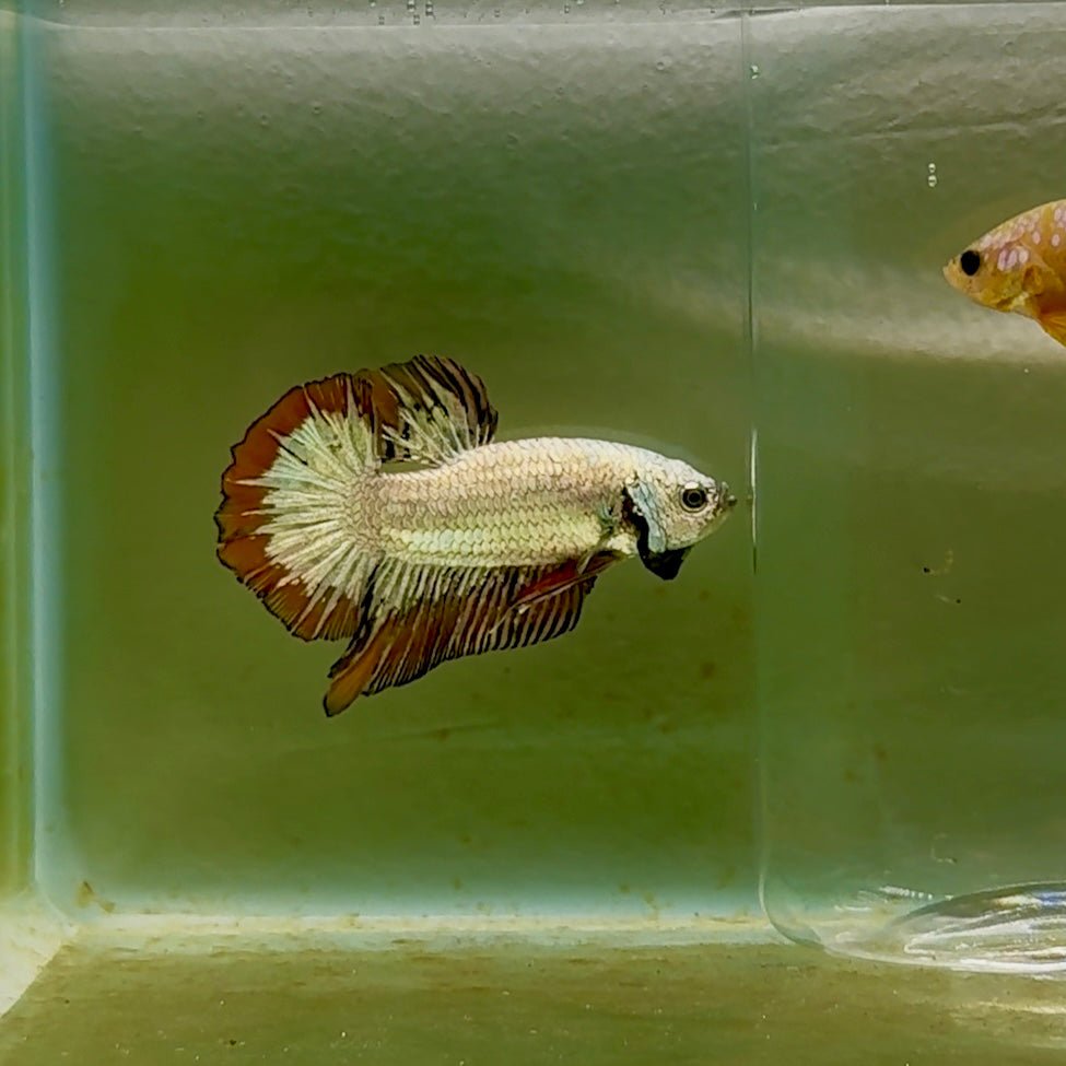 Pez Betta macho Plakat Red Galaxy #Au95
