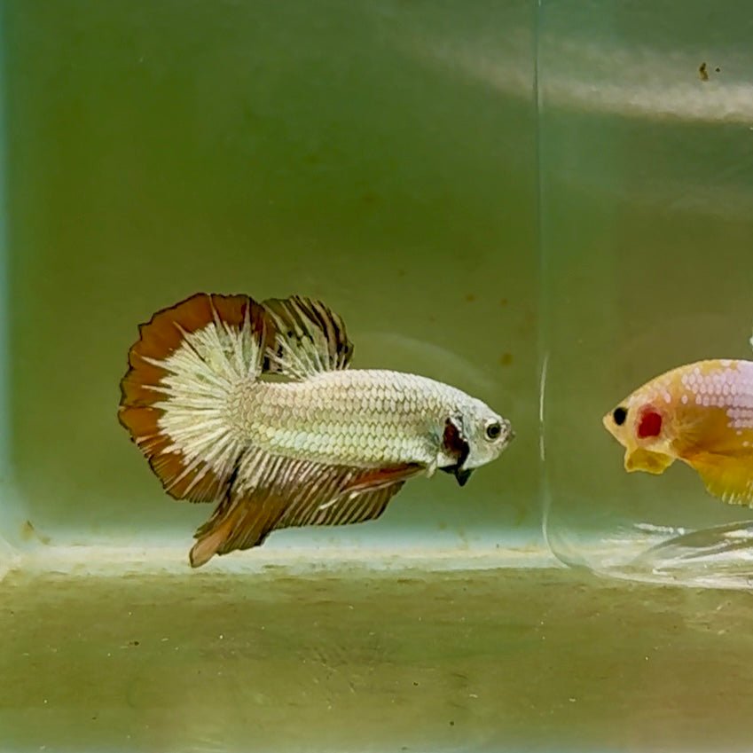 Pez Betta macho Plakat Red Galaxy #Au95