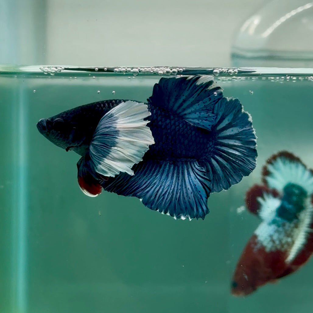 Plakat Dumbo Blue Male Betta Ma14