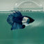 Plakat Dumbo Blue Male Betta Ma14