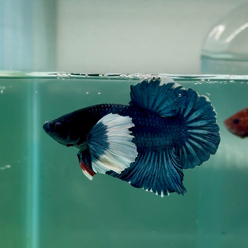 Plakat Dumbo Blue Male Betta Ma14