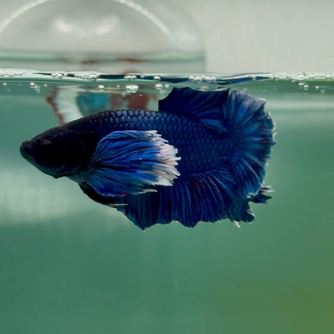 Plakat Dumbo Blue Male Betta Ma16 Live Betta Fish Male betta