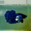 Plakat Dumbo Blue Male Betta Ma16 Live Betta Fish Male betta