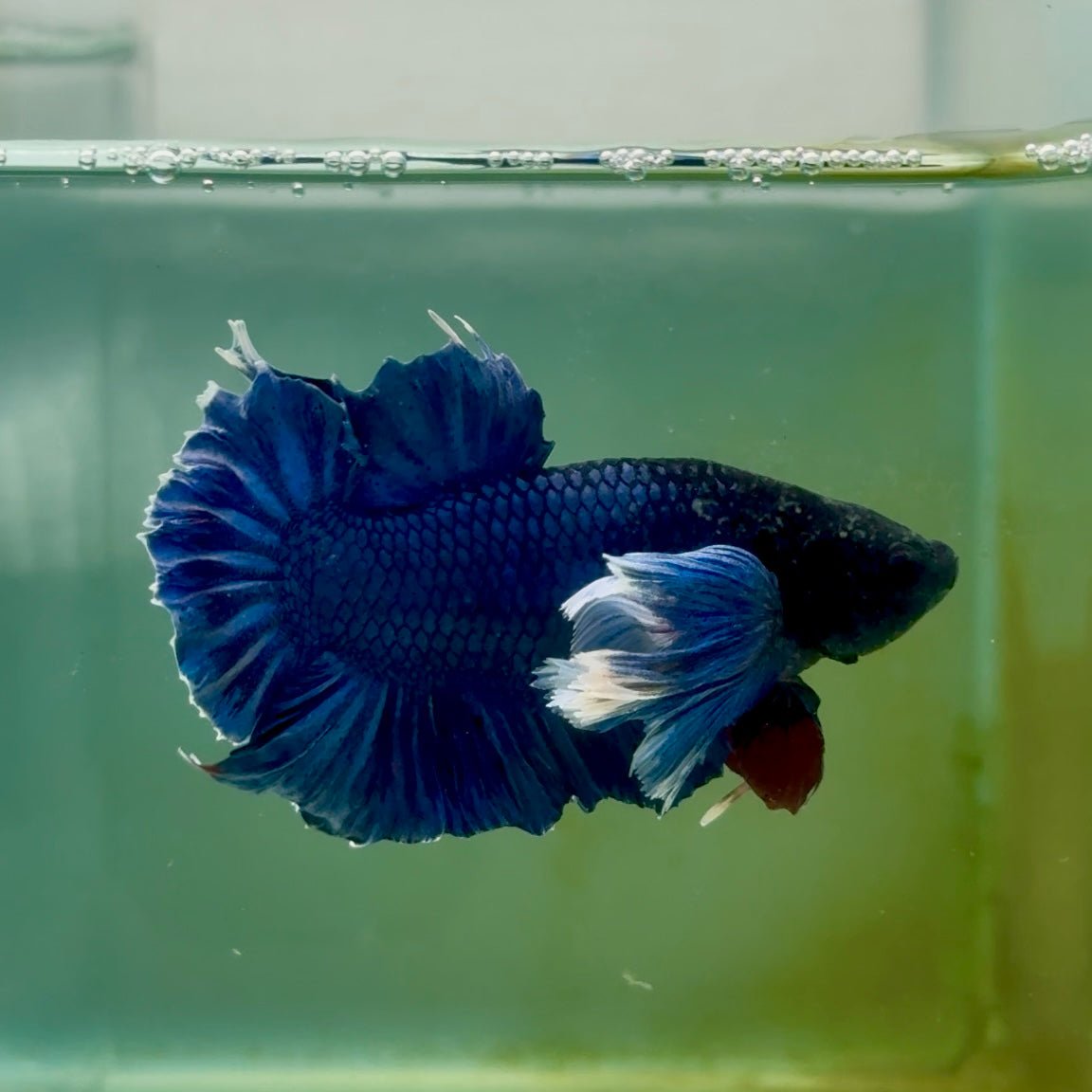 Plakat Dumbo Blue Male Betta Ma16 Live Betta Fish Male betta