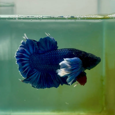 Plakat Dumbo Blue Male Betta Ma16 Live Betta Fish Male betta