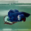 Plakat Dumbo Blue Male Betta Ma16 Live Betta Fish Male betta