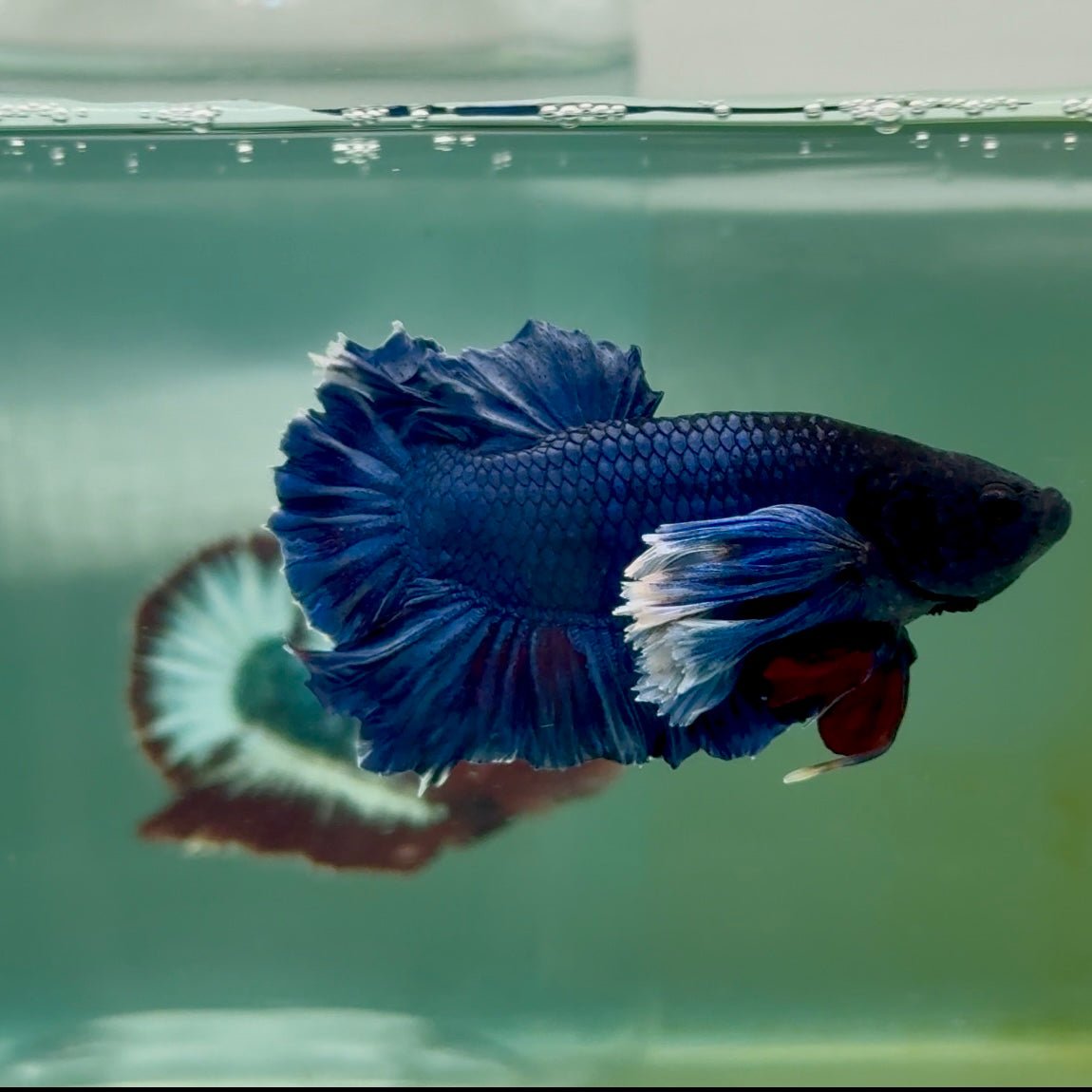 Plakat Dumbo Blue Male Betta Ma16 Live Betta Fish Male betta