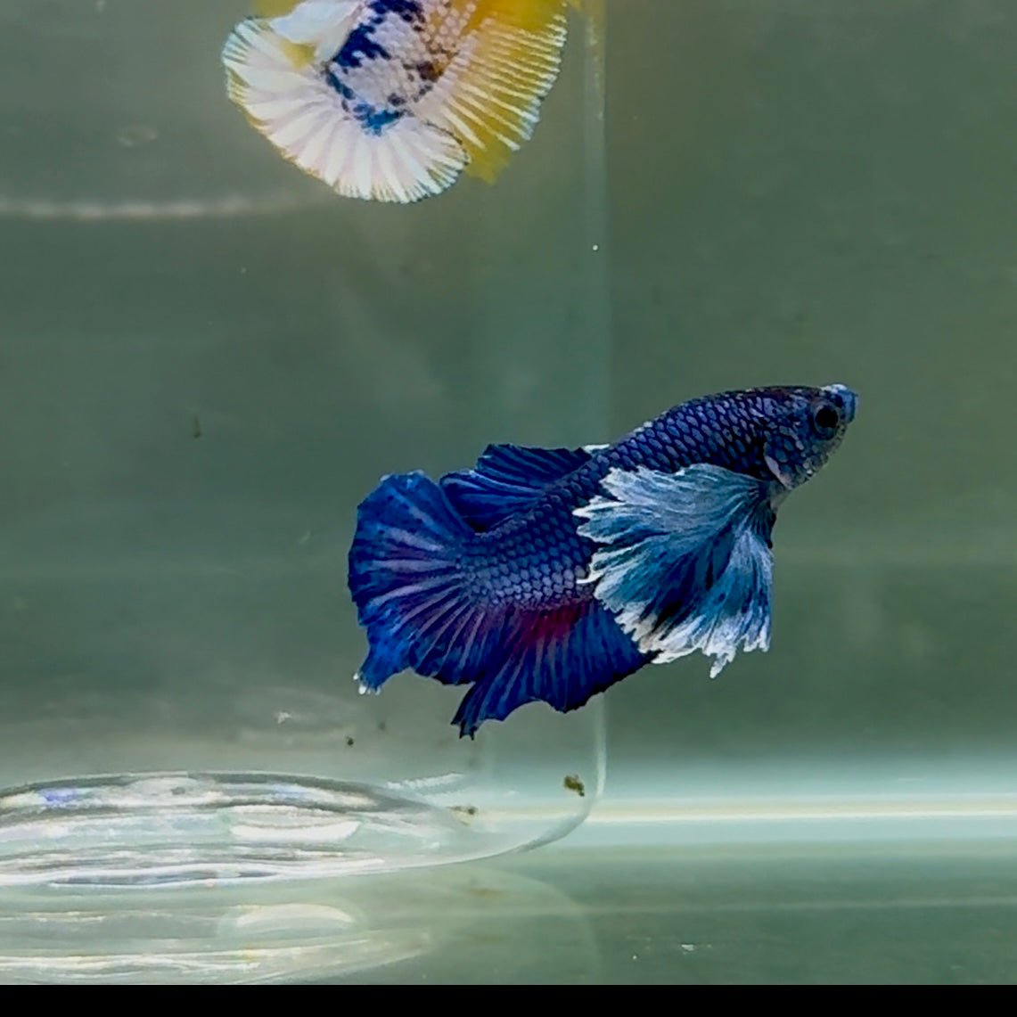 Betta Plakat Koi Macho Multicolor #024