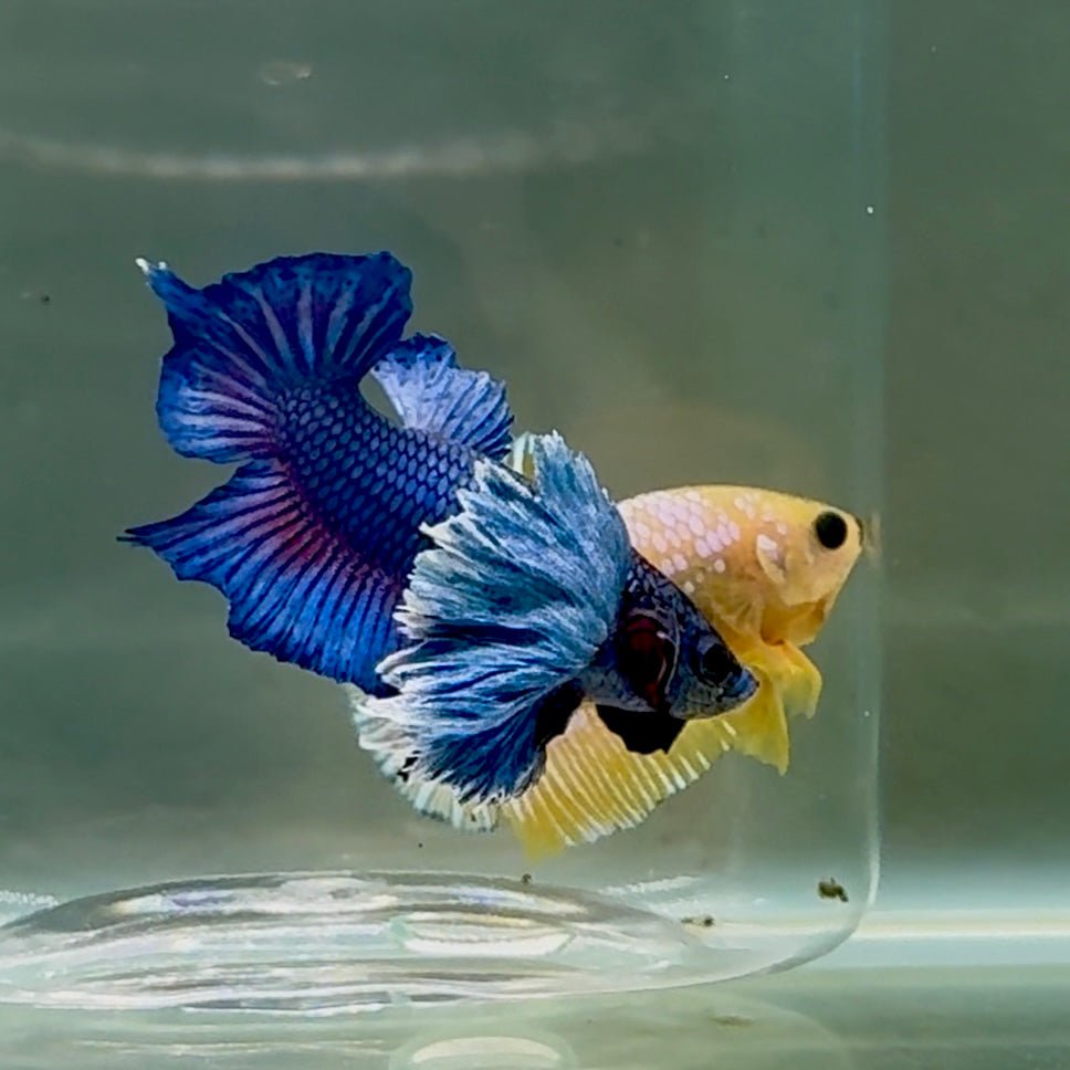 Betta Plakat Koi Macho Multicolor #024