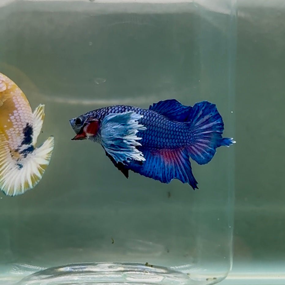 Betta Plakat Koi Macho Multicolor #024