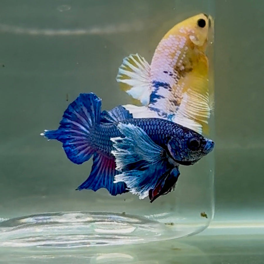 Plakat Dumbo Blue Male Betta #Oc02 Live Betta Fish Male betta