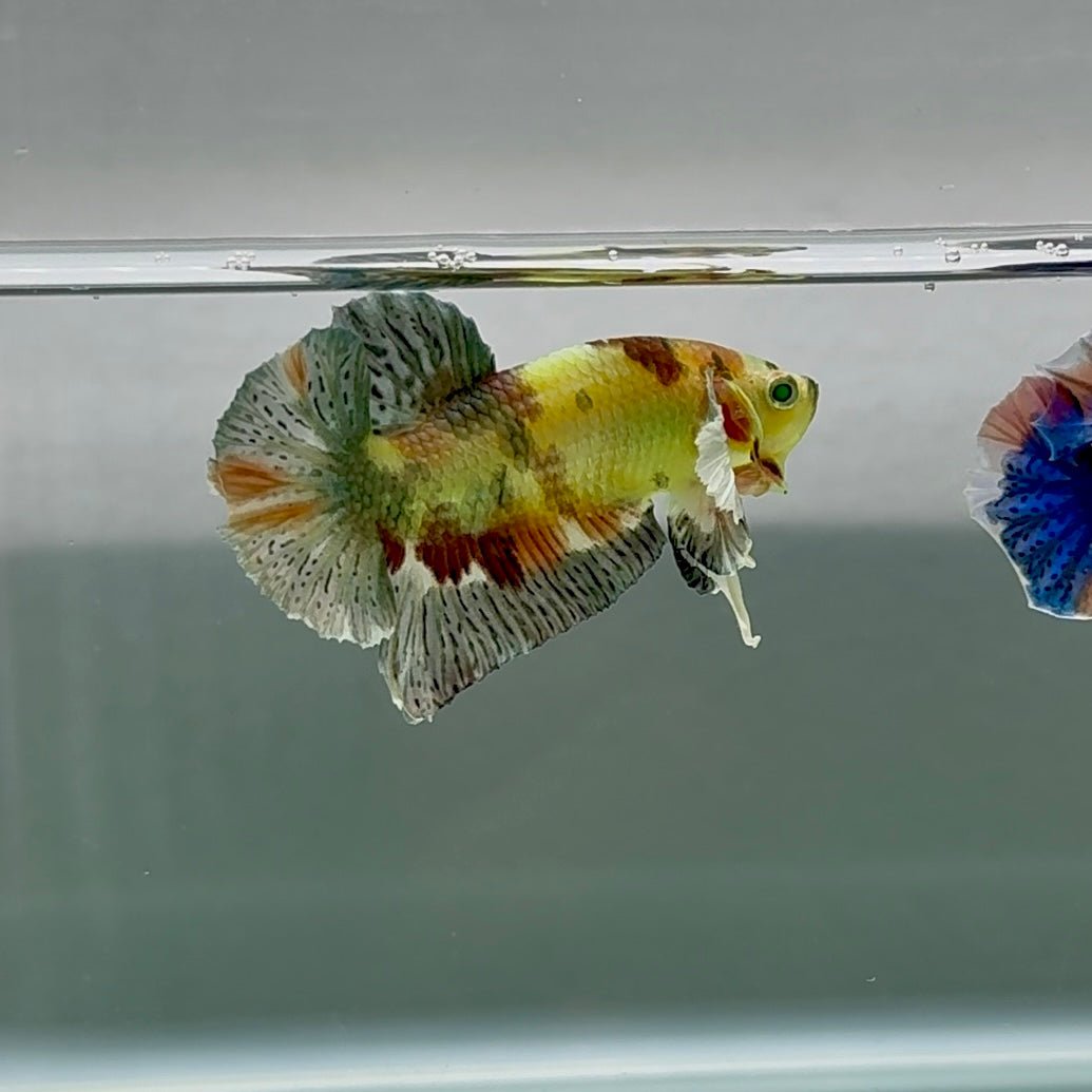 Plakat Dumbo Koi Copper Green Eye - Male Betta Au100 Live Betta Fish Male betta