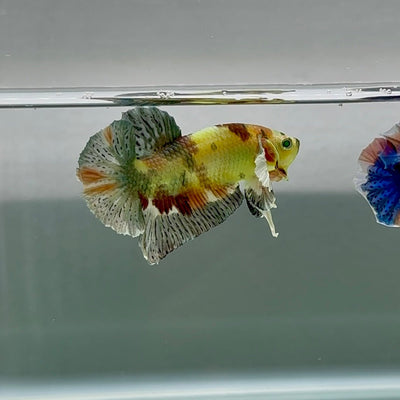 Plakat Dumbo Koi Copper Green Eye - Male Betta Au100 Live Betta Fish Male betta