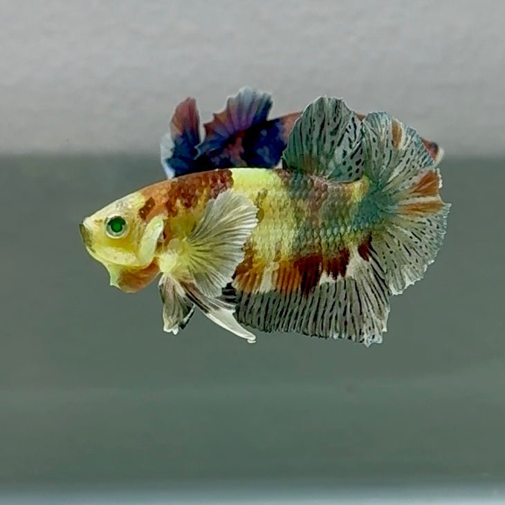 Plakat Dumbo Koi Copper Green Eye - Male Betta Au100 Live Betta Fish Male betta