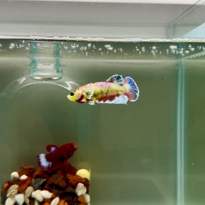 Plakat Dumbo Koi Green Eye Female Betta DJ10