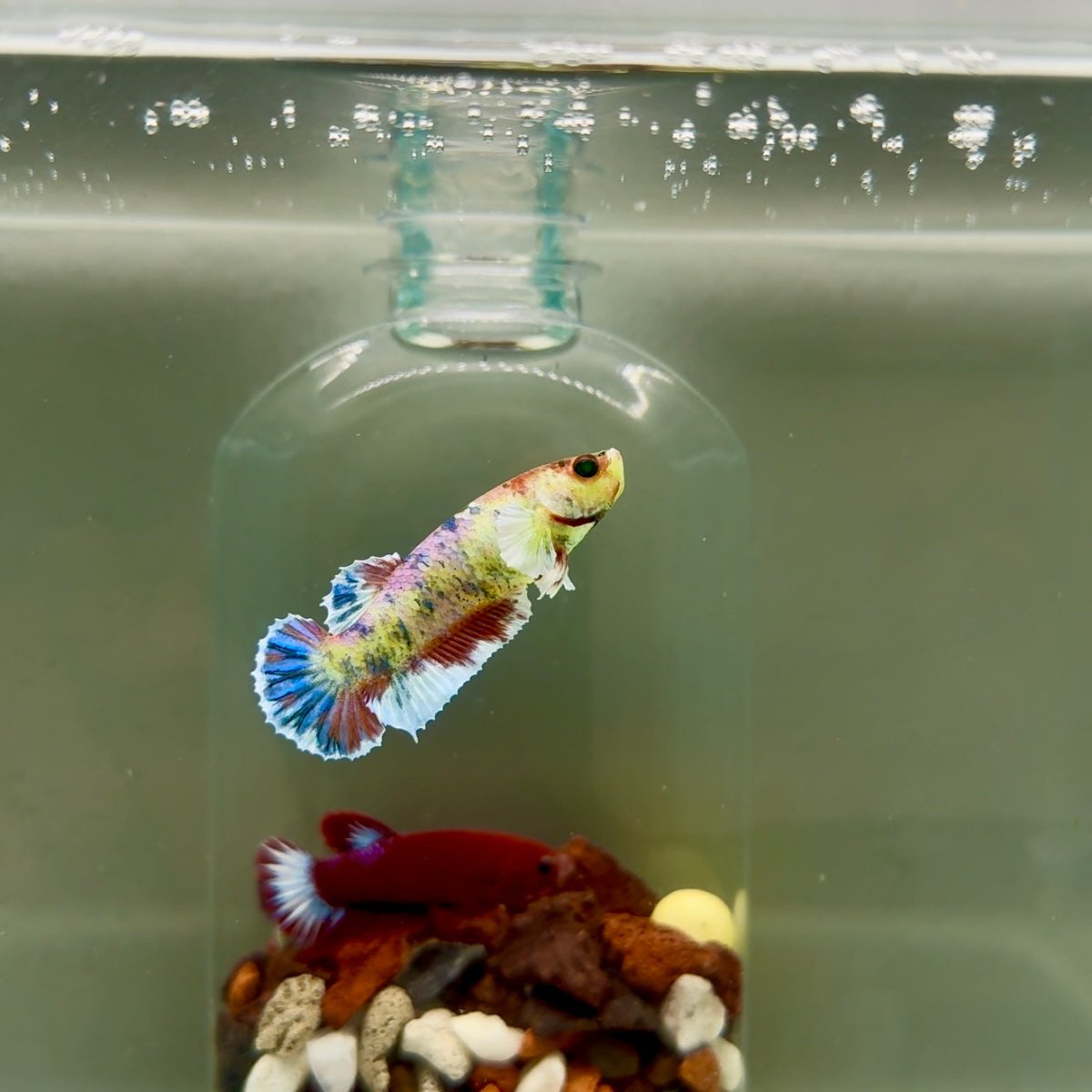 Plakat Dumbo Koi Green Eye Female Betta DJ10