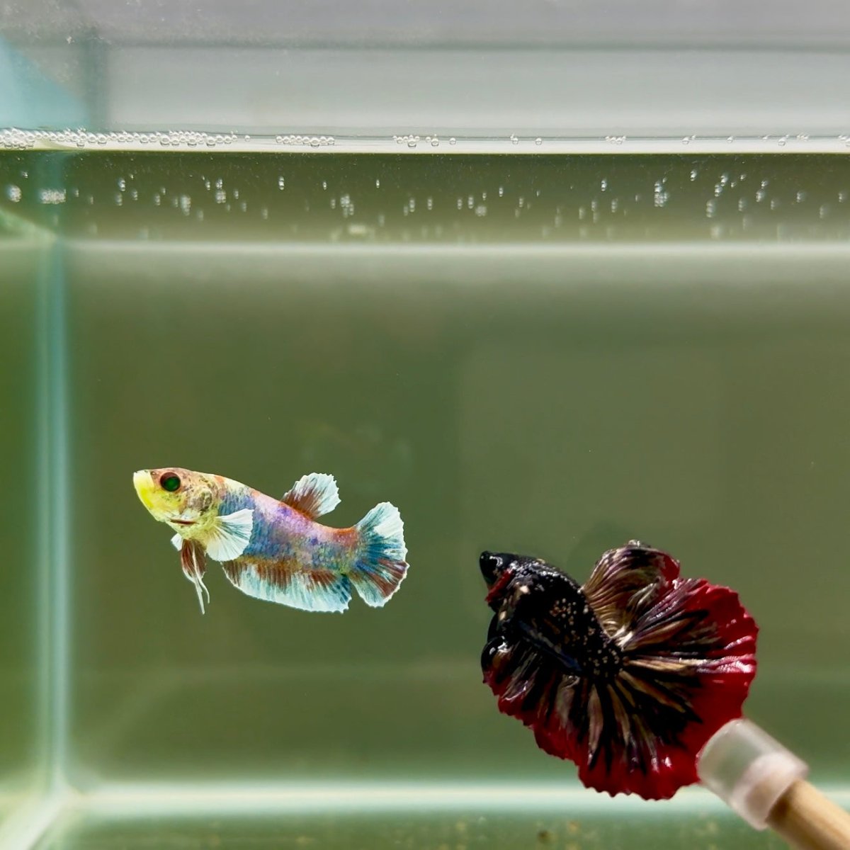 Plakat Dumbo Koi Green Eye Female Betta J06