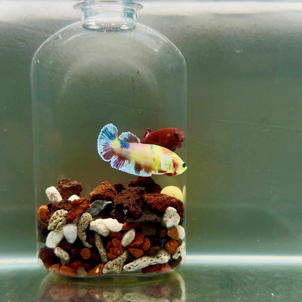 Plakat Dumbo Koi Green Eye Female Betta J08