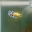 Plakat Dumbo Koi Green Eye Female Betta J08