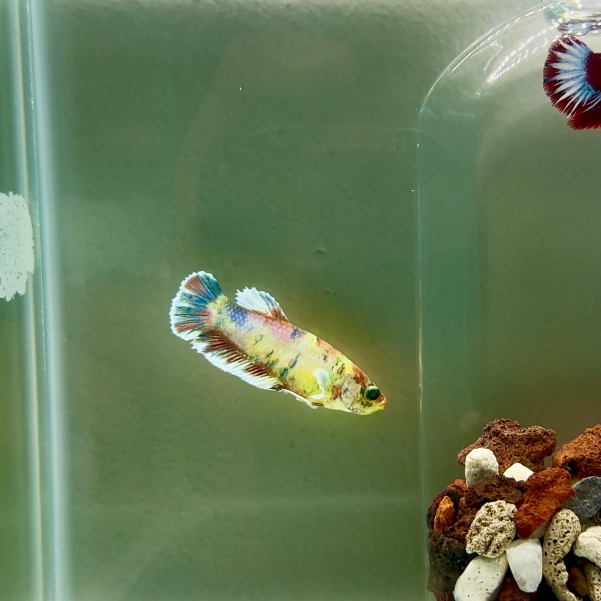 Plakat Dumbo Koi Green Eye Female Betta J09