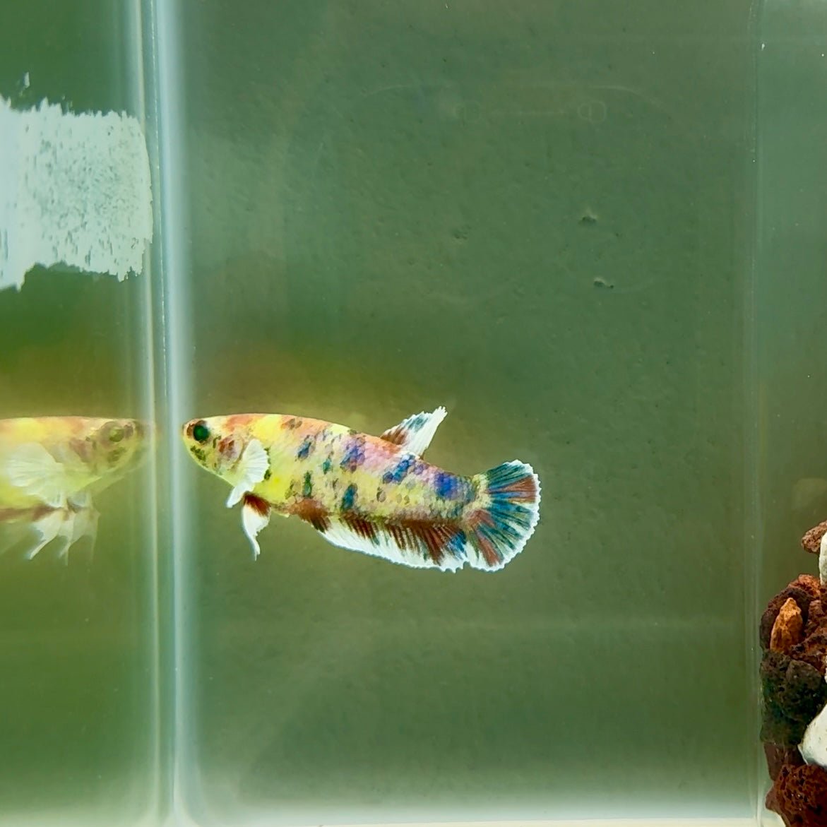 Plakat Dumbo Koi Green Eye Female Betta J09