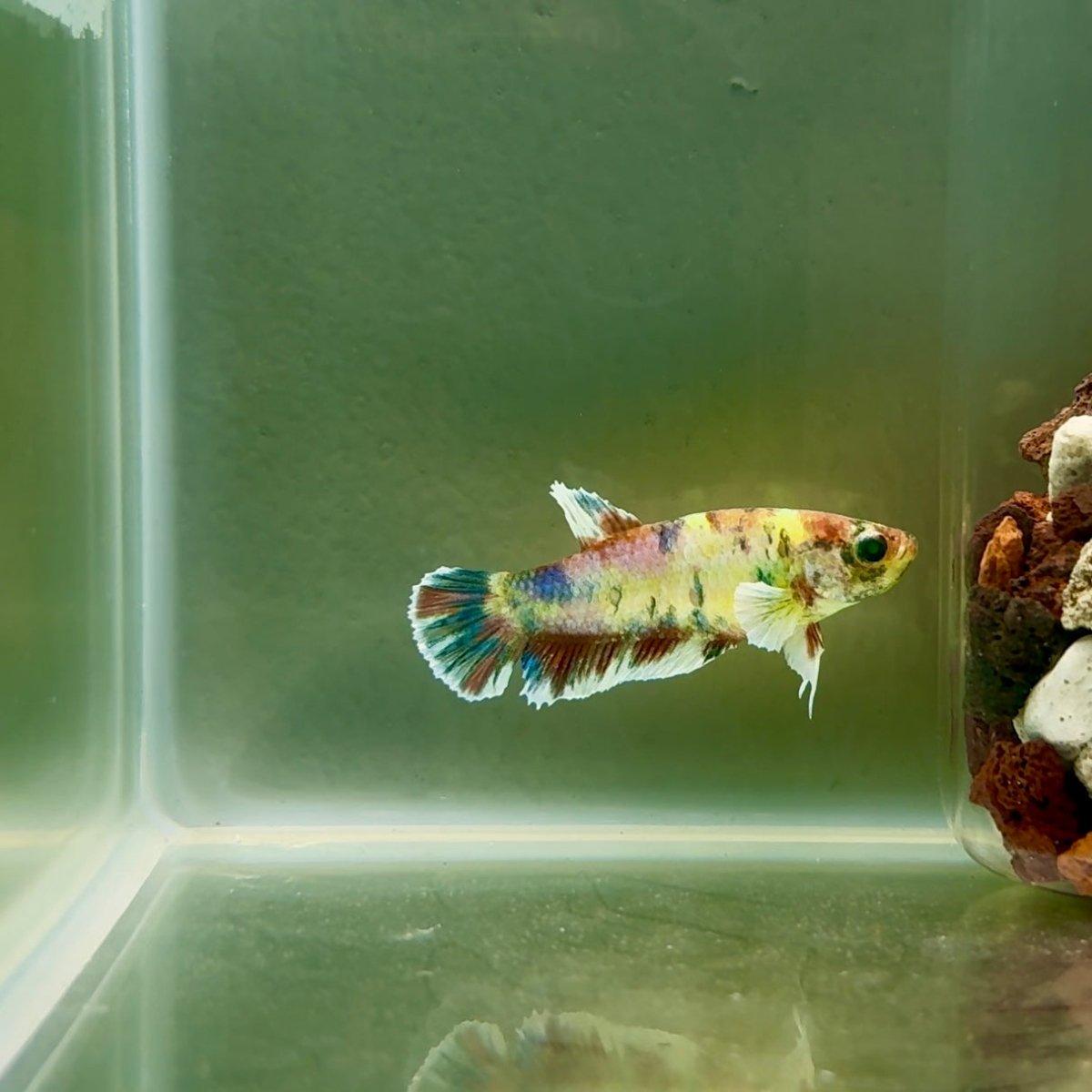 Plakat Dumbo Koi Green Eye Female Betta J09