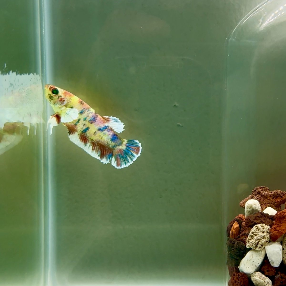 Plakat Dumbo Koi Green Eye Female Betta J09