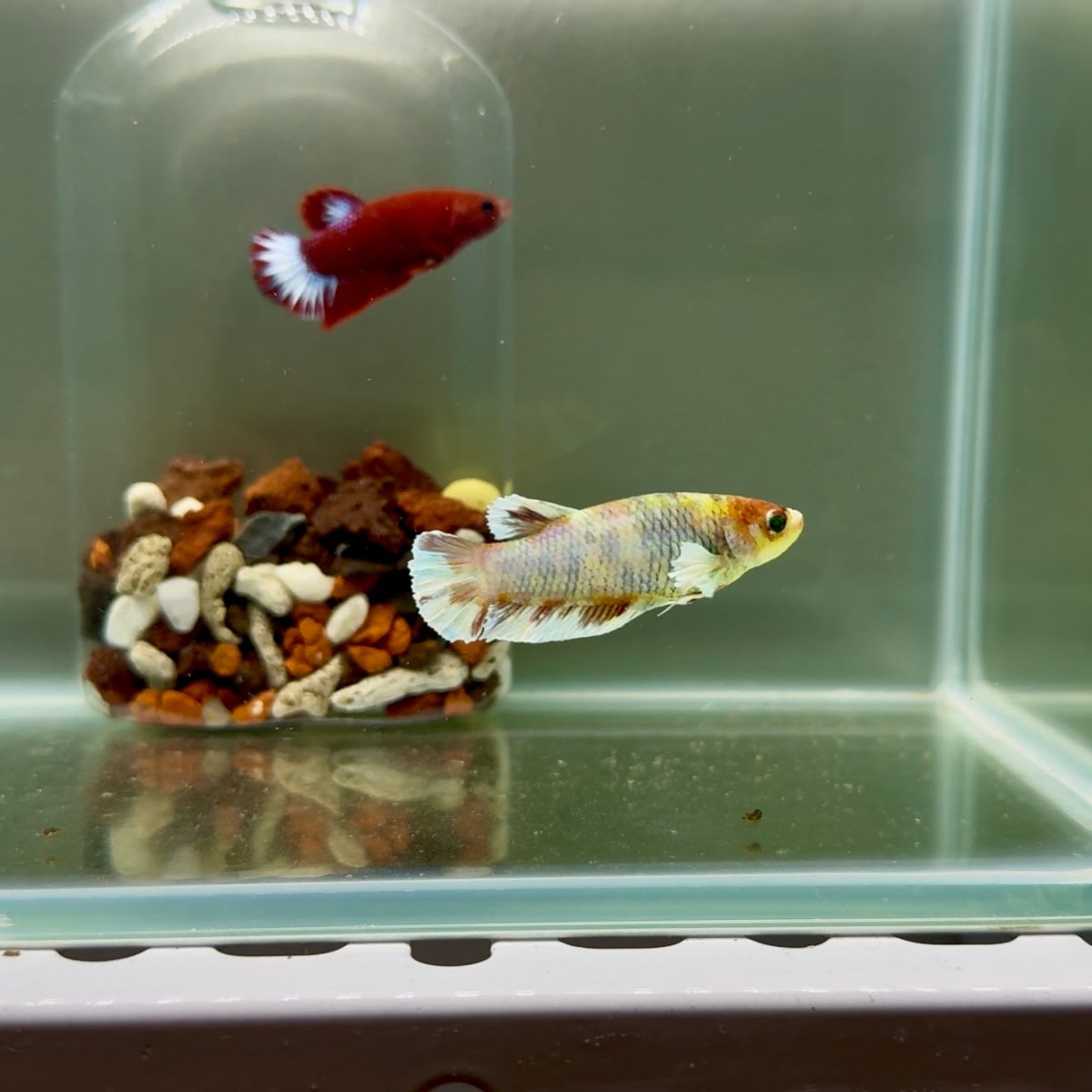 Plakat Dumbo Koi Green Eye Female Betta J11