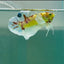Plakat Dumbo Koi Green Eye Male Betta A226