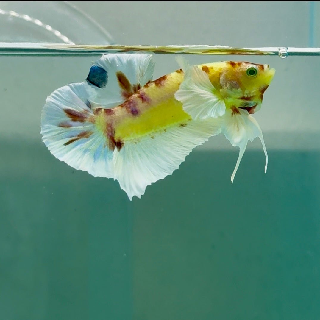 Plakat Dumbo Koi Green Eye Male Betta A226