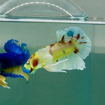 Plakat Dumbo Koi Green Eye Male Betta A226