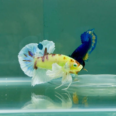 Plakat Dumbo Koi Green Eye Male Betta A226