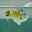 Plakat Dumbo Koi Green Eye Male Betta A226