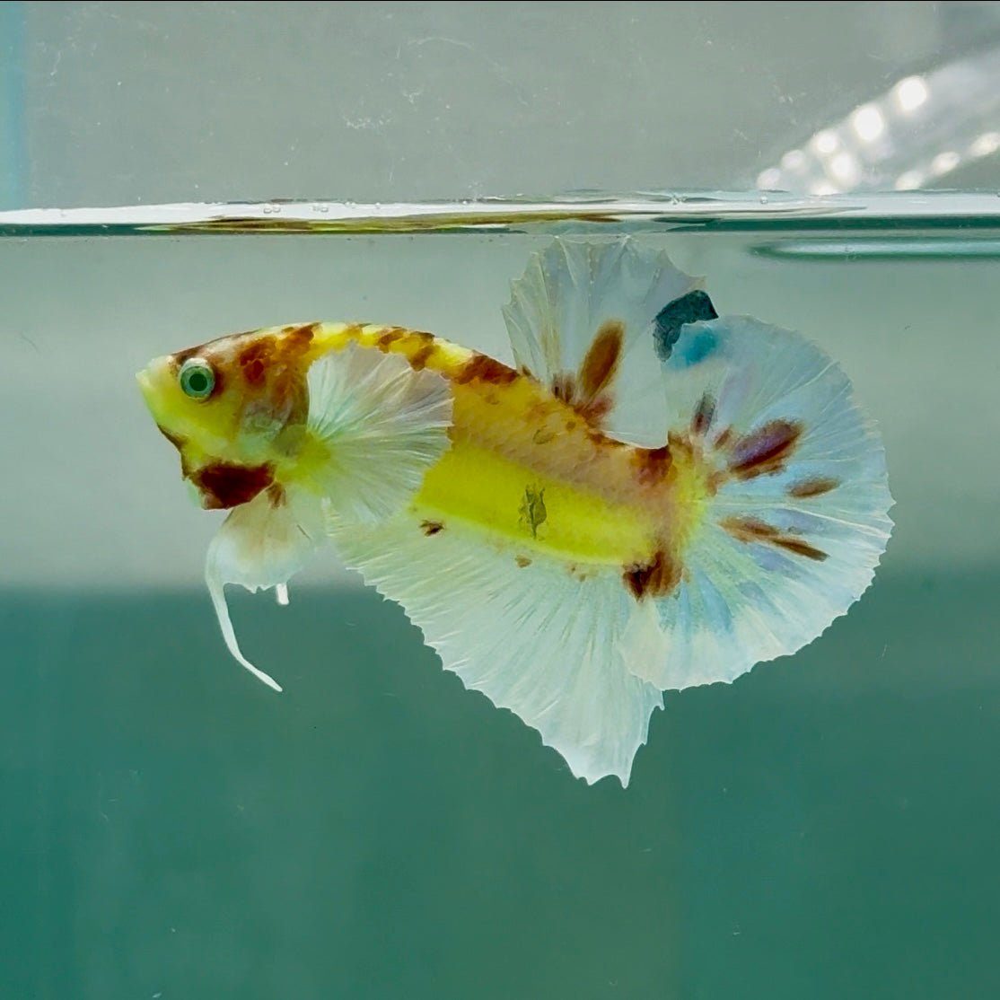 Plakat Dumbo Koi Green Eye Male Betta A226