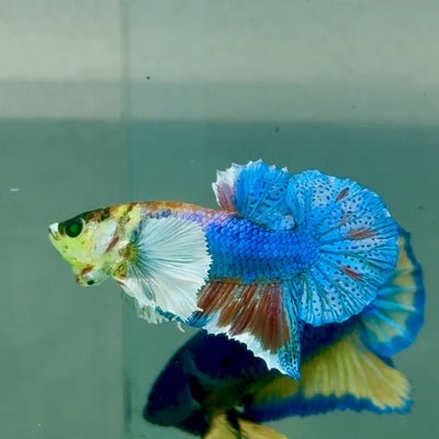 Plakat Dumbo Koi Green Eye Male Betta A227