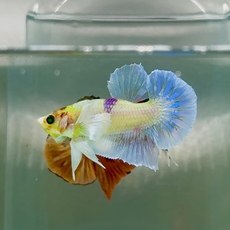 Plakat Dumbo Koi Green Eye Male Betta Au74 Live Betta Fish Male betta