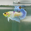 Plakat Dumbo Koi Green Eye Male Betta Au74 Live Betta Fish Male betta