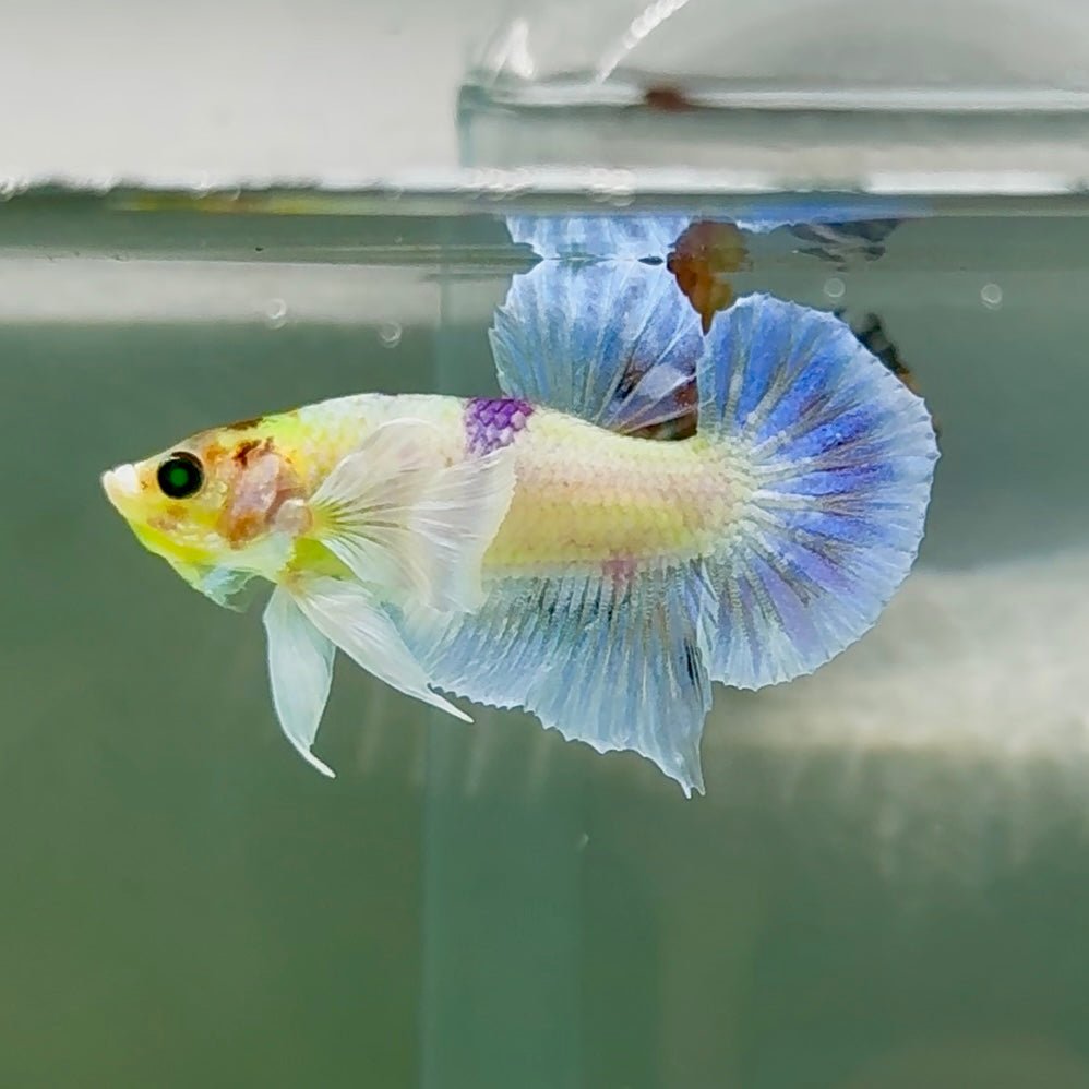 Plakat Dumbo Koi Green Eye Male Betta Au74 Live Betta Fish Male betta