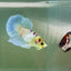 Plakat Dumbo Koi Green Eye Male Betta Au74 Live Betta Fish Male betta