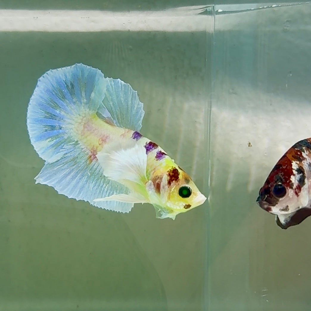 Plakat Dumbo Koi Green Eye Male Betta Au74 Live Betta Fish Male betta