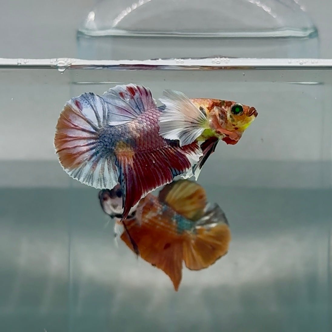 Plakat Dumbo Koi Green Eye Male Betta #Au98
