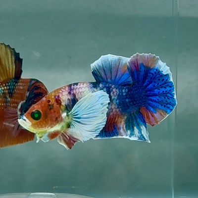 Plakat Dumbo Koi Green Eye Male Betta Au99 Live Betta Fish Male betta