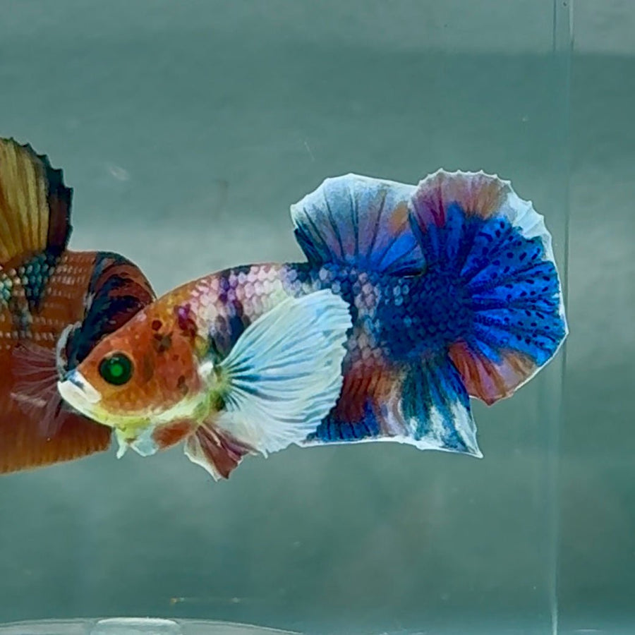 Plakat Dumbo Koi Green Eye Male Betta Au99 Live Betta Fish Male betta
