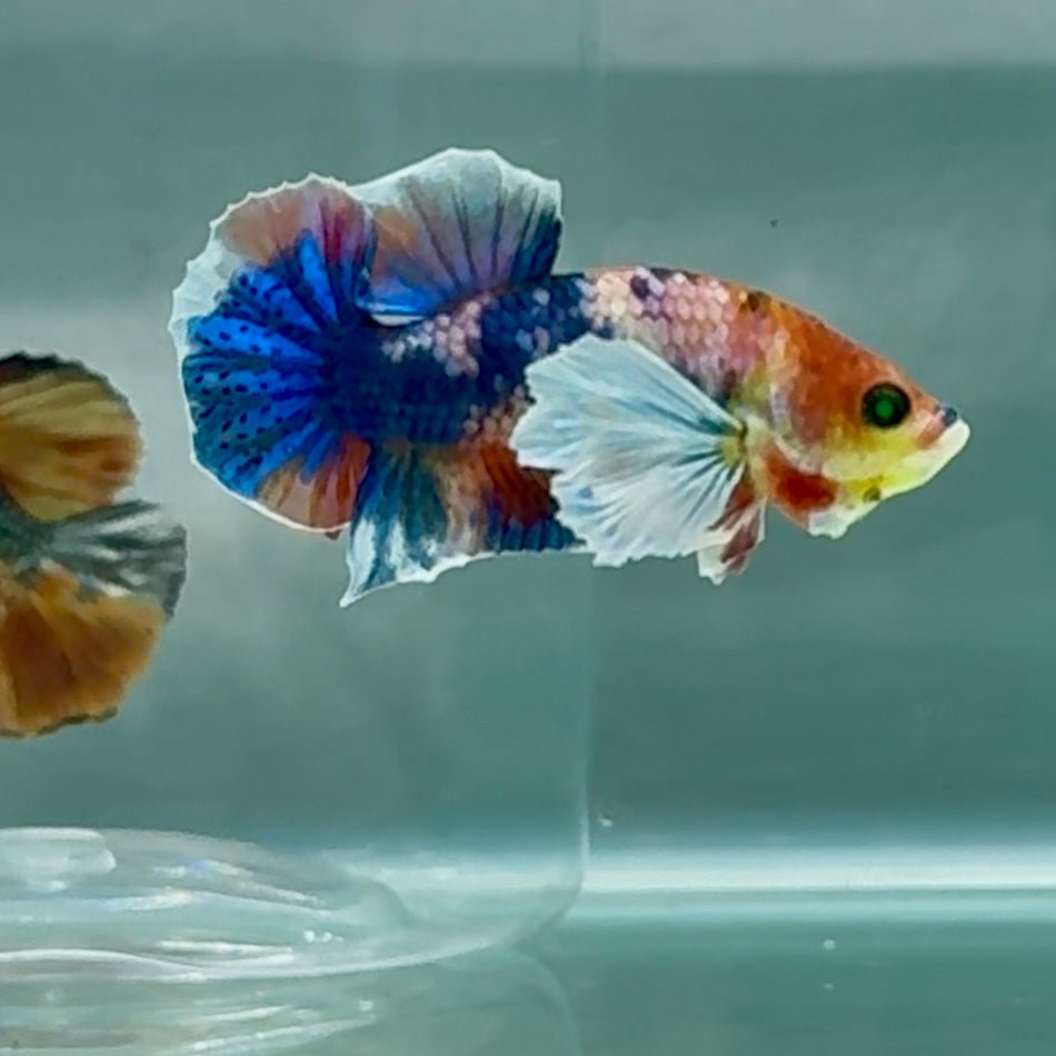 Plakat Dumbo Koi Green Eye Male Betta Au99 Live Betta Fish Male betta