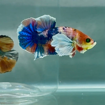 Plakat Dumbo Koi Green Eye Male Betta Au99 Live Betta Fish Male betta