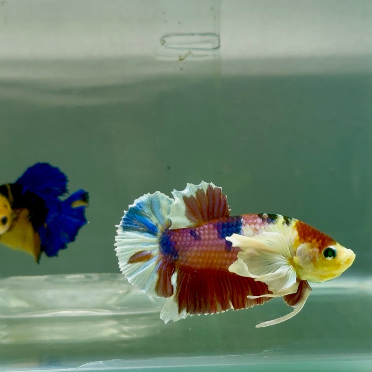 Plakat Dumbo Koi Green Eye Male Betta #Ju54