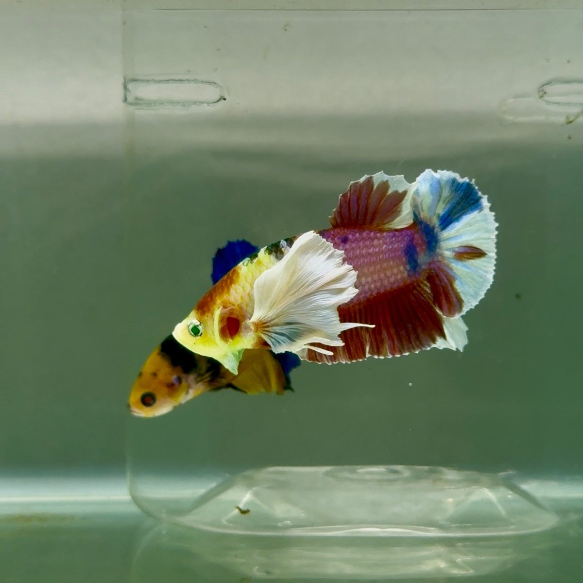 Plakat Dumbo Koi Green Eye Male Betta #Ju54