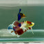 Plakat Dumbo Koi Green Eye Male Betta Ju54 Live Betta Fish Male betta