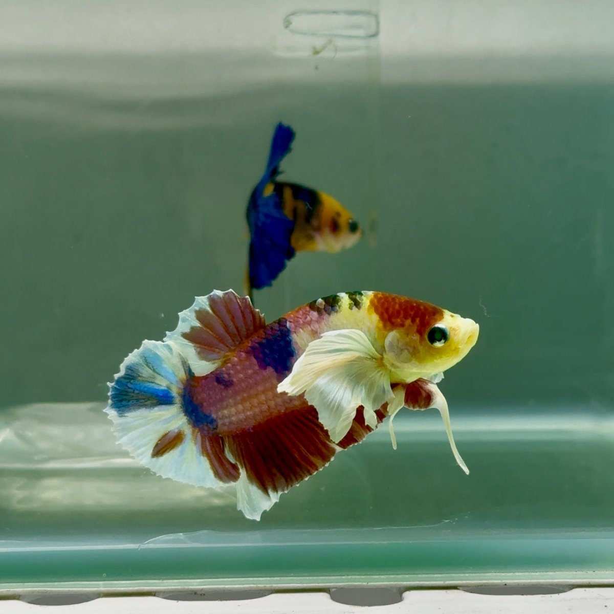Plakat Dumbo Koi Green Eye Male Betta #Ju54