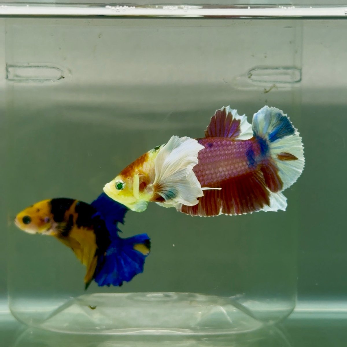 Plakat Dumbo Koi Green Eye Male Betta #Ju54